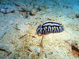 phyllidie verruqueuse - Phyllidia varicosa